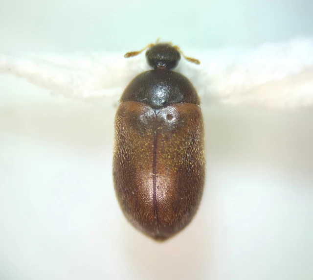 Attagenus smirnovi - afrikai szűcsbogár