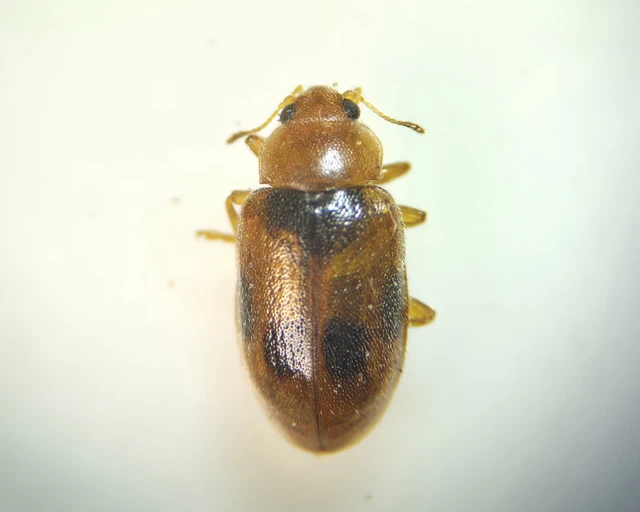 Coccidula scutellata - mocsári félböde