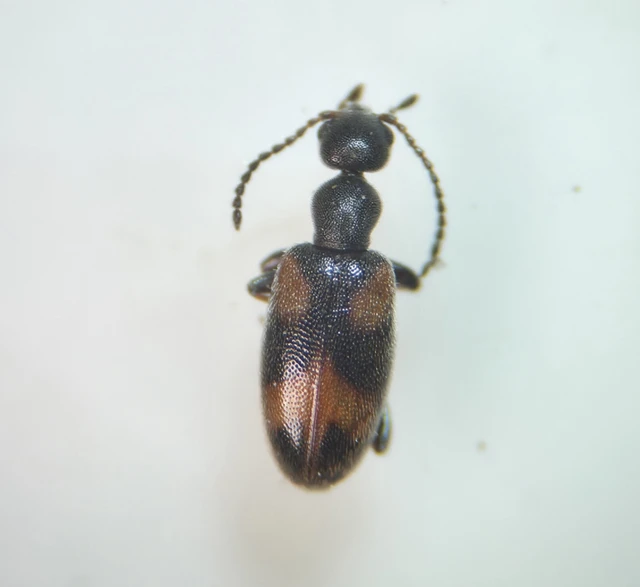 Anthicus antherinus - közönséges fürgebogár