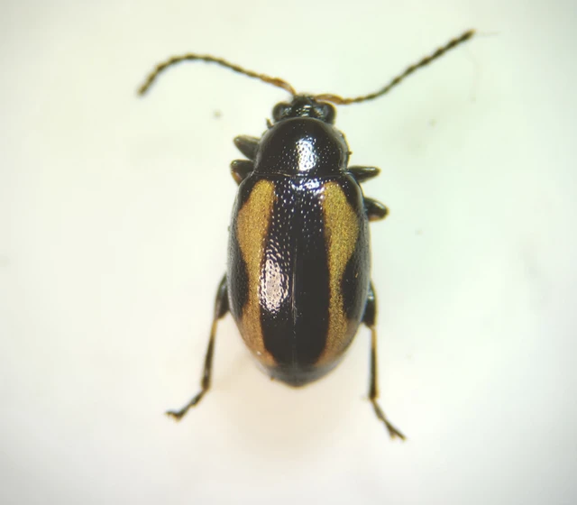 Phyllotreta