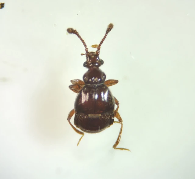 Brachygluta fossulata Brachygluta fossulata
