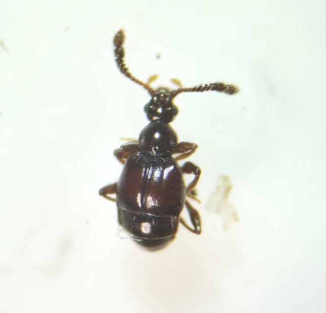 Trissemus antennatus serricornis - fésűscsápú tapogatósholyva
