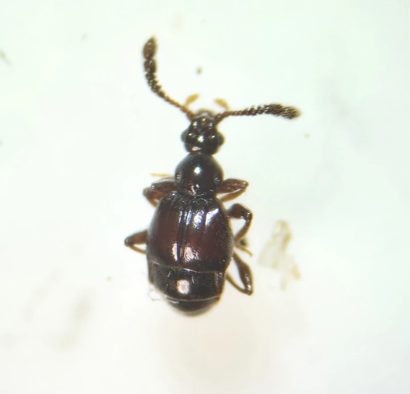 Trissemus antennatus serricornis - fésűscsápú tapogatósholyva