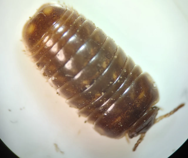 Isopoda - Ászkarákok