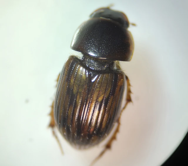 Aphodius sticticus - cirmos trágyabogár