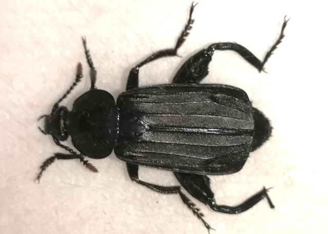 Necrodes littoralis - nagy dögbogár