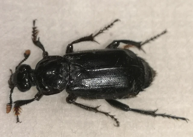 Nicrophorus humator - fekete temetőbogár