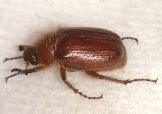 Holochelus aequinoctialis - tavaszeleji cserebogár