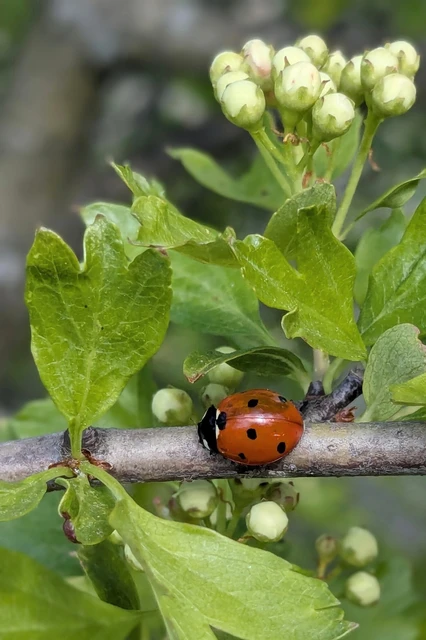 Coccinella septempunctata - hétpettyes katica