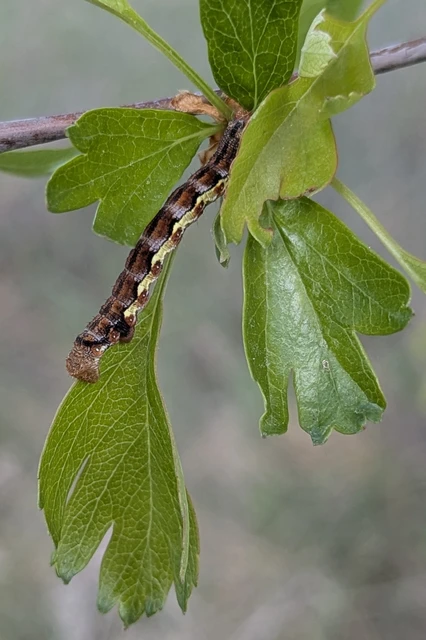 Erannis defoliaria - nagy téliaraszoló
