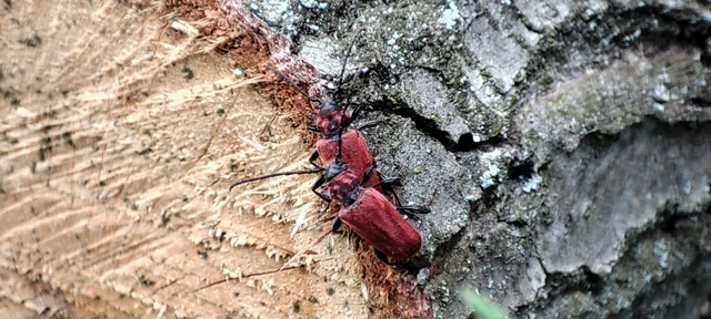 Pyrrhidium sanguineum - tűzpiros facincér