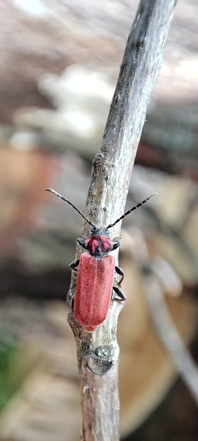 Pyrrhidium sanguineum - tűzpiros facincér