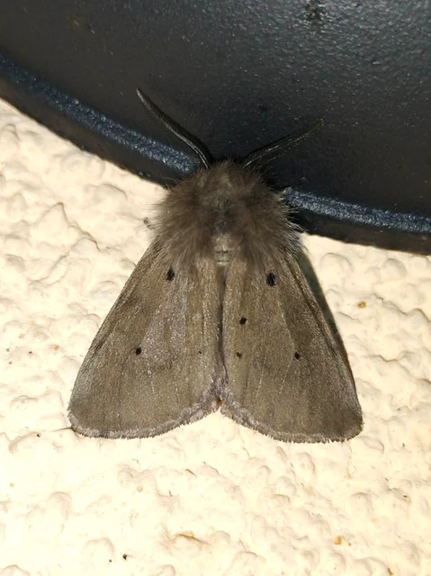 Diaphora mendica - felemás medvelepke