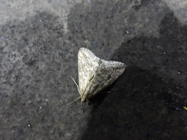Evergestis frumentalis - tavaszi dudvamoly