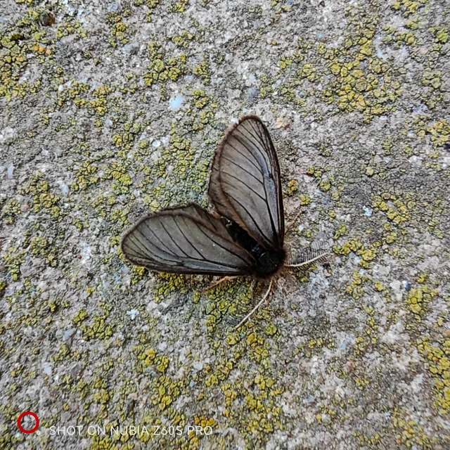 Pentophera morio - réti gyapjaslepke