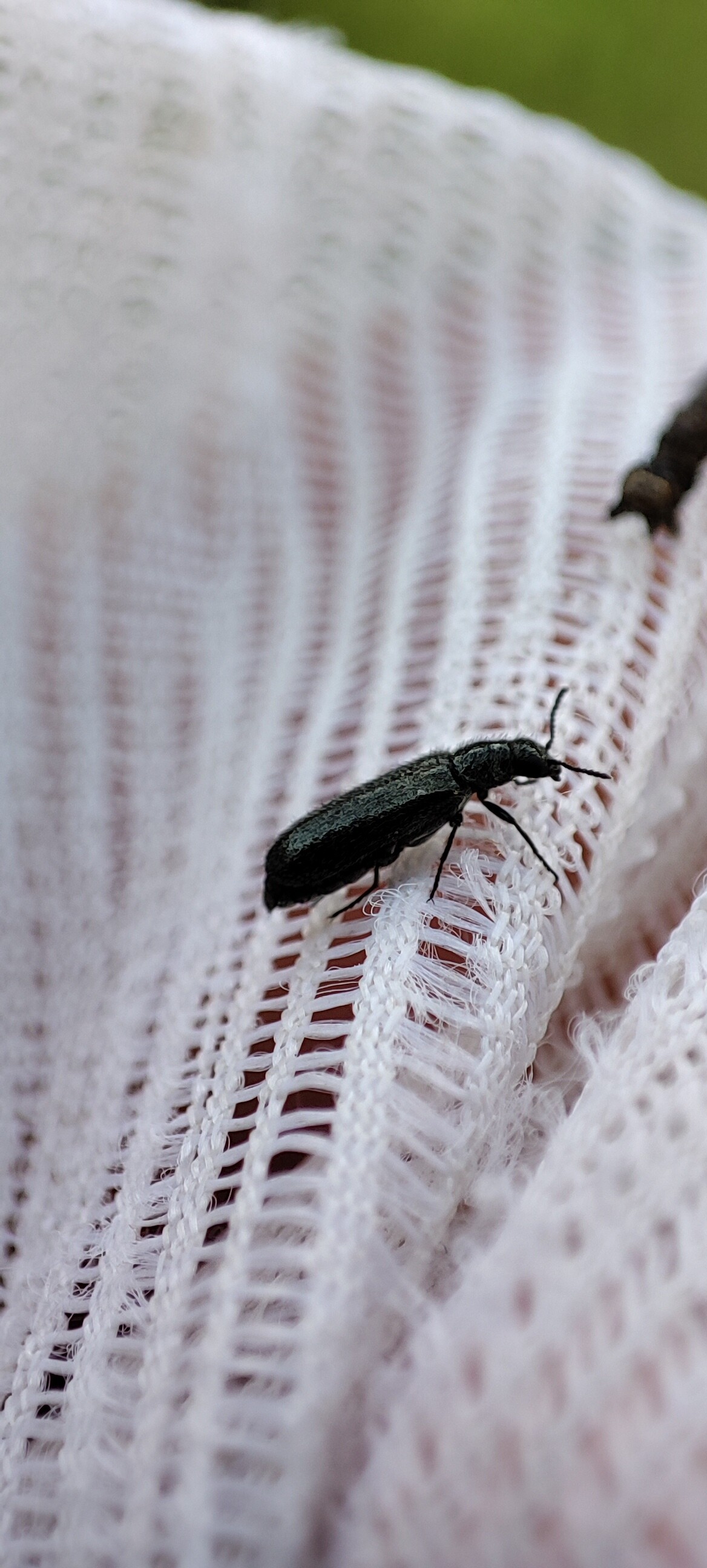 Dasytes aeratus