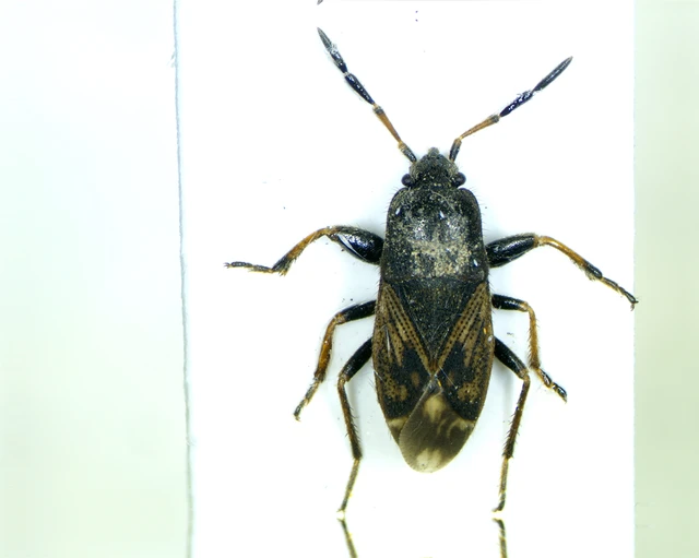Megalonotus