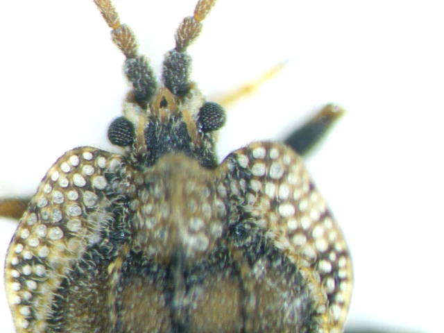 Tingis ampliata Tingis ampliata