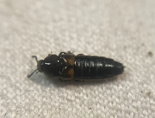 Aleochara tristis - érdes fürkészholyva