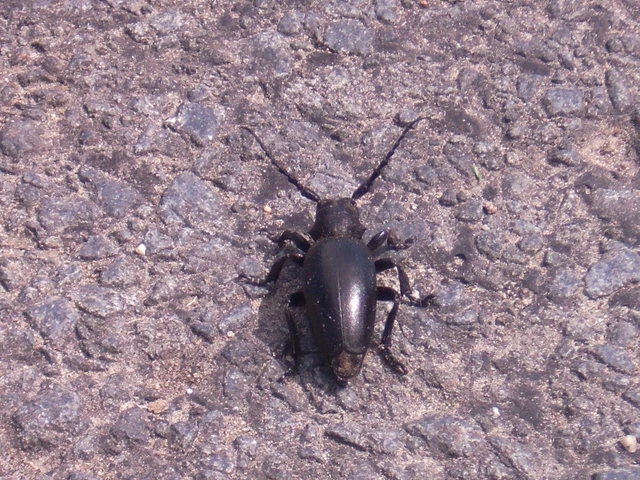 Dorcadion aethiops - fekete gyalogcincér