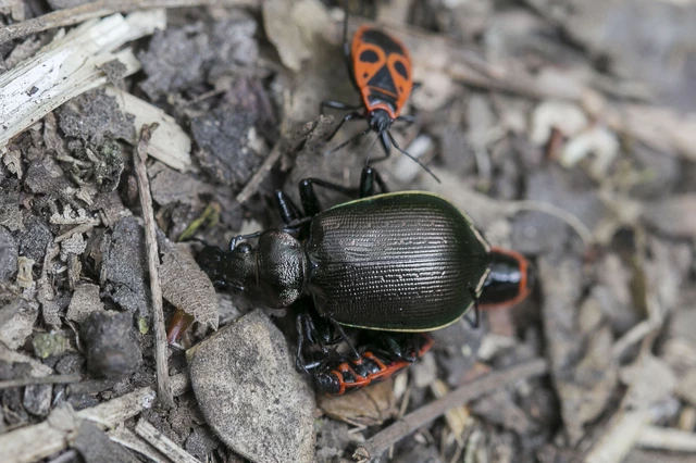 Calosoma inquisitor - kis bábrabló