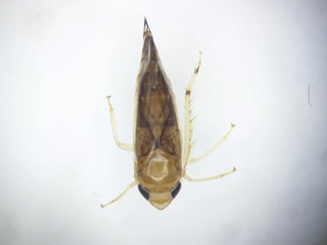 Auchenorrhyncha - Kabócák