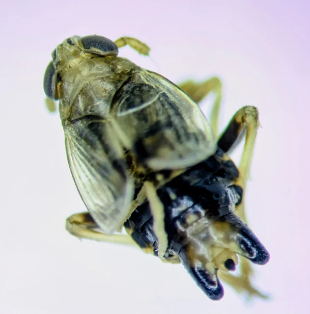 Auchenorrhyncha - Kabócák