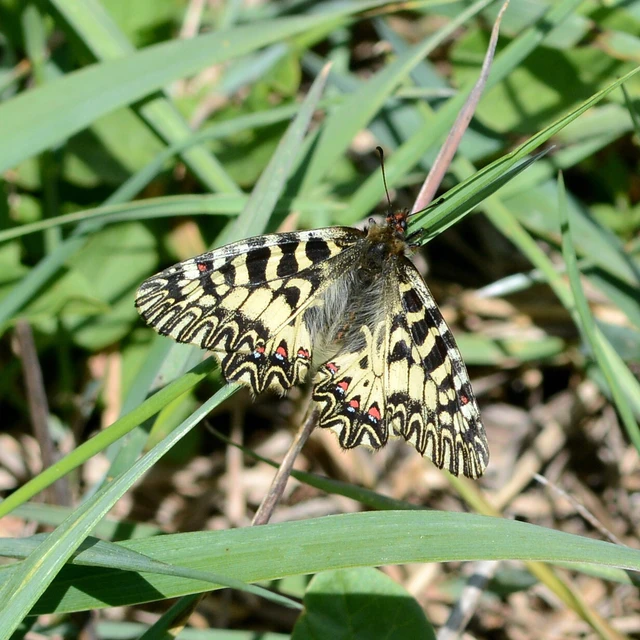Zerynthia polyxena - farkasalmalepke
