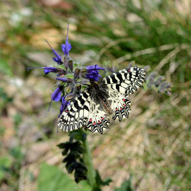 Zerynthia polyxena - farkasalmalepke
