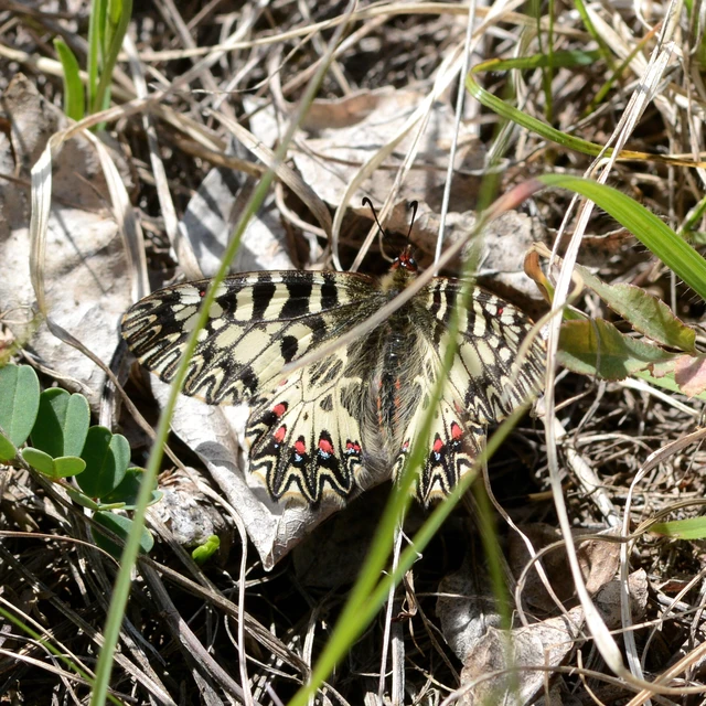 Zerynthia polyxena - farkasalmalepke