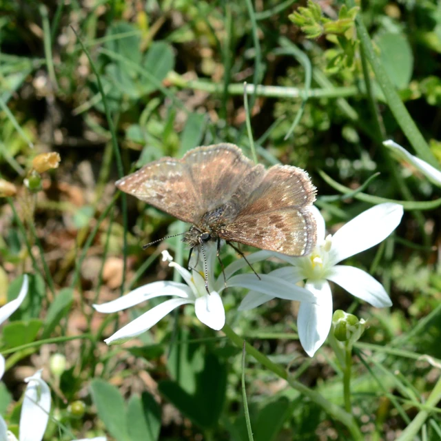 Erynnis tages - cigánylepke