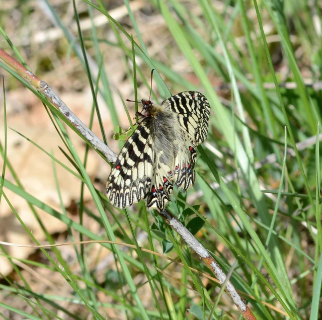 Zerynthia polyxena - farkasalmalepke