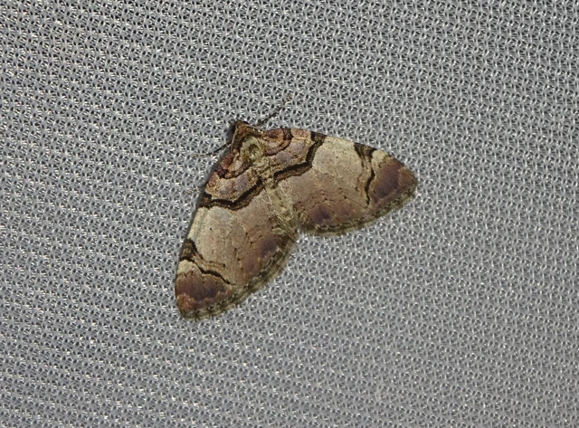 Anticlea derivata - vadrózsa-tarkaaraszoló