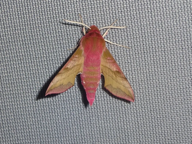 Deilephila porcellus - piros szender