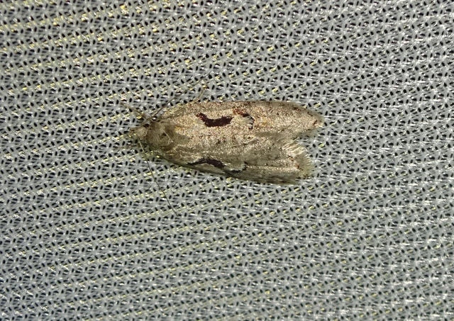 Semioscopis steinkellneriana - levélszövő laposmoly