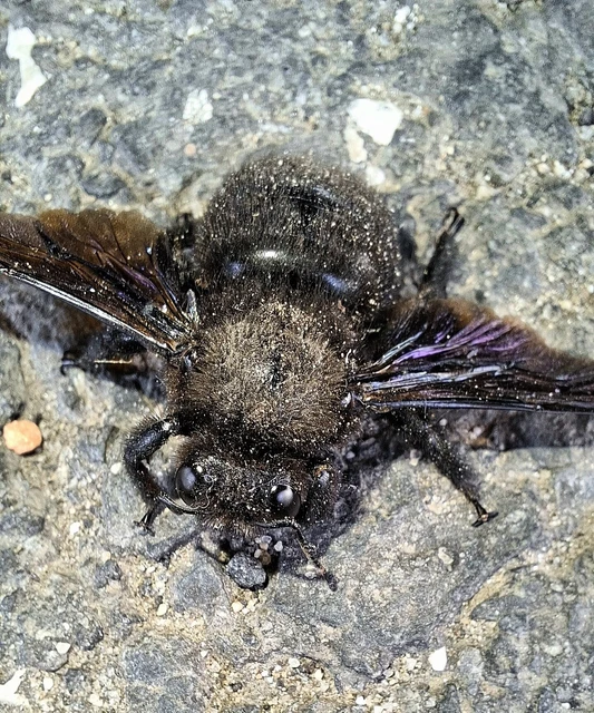 Xylocopa violacea - kék fadongó