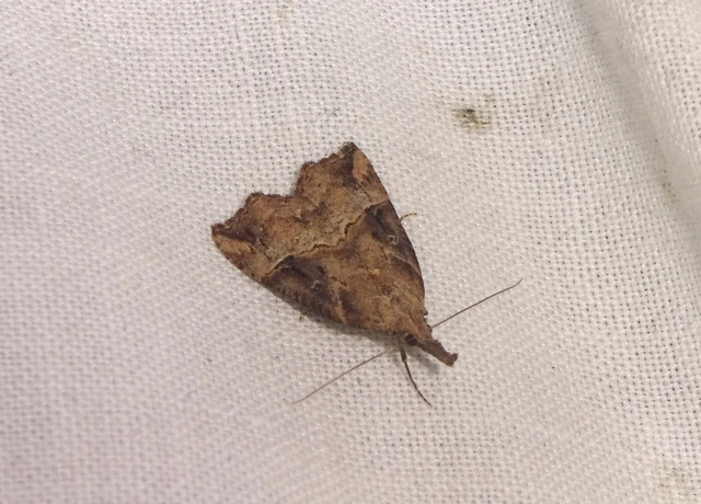 Hypena rostralis - közönséges karcsúbagoly