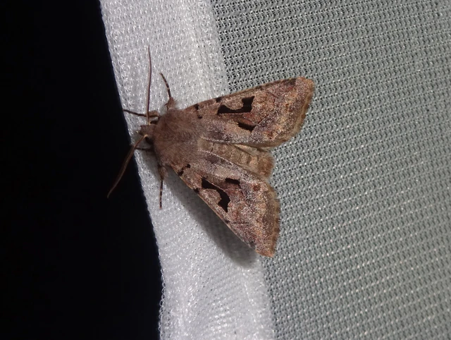 Orthosia gothica - feketefoltos barkabagoly