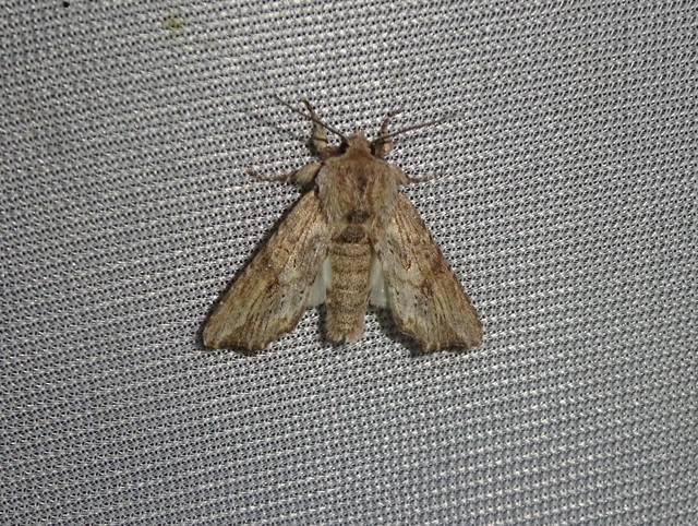 Egira conspicillaris - változékony szürkebagoly