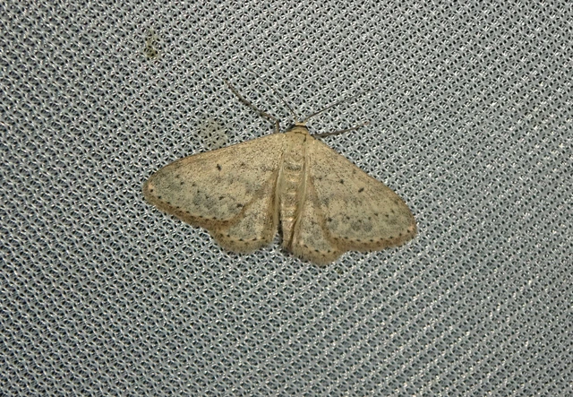 Scopula marginepunctata - pettyes sávosaraszoló