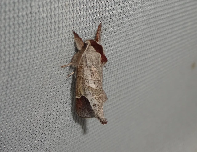 Clostera curtula - rövidszárnyú levélszövő