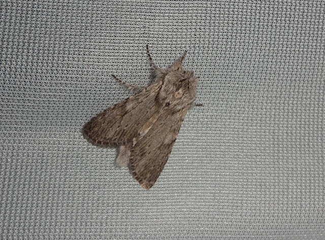 Dicranura ulmi - szilfa-púposszövő
