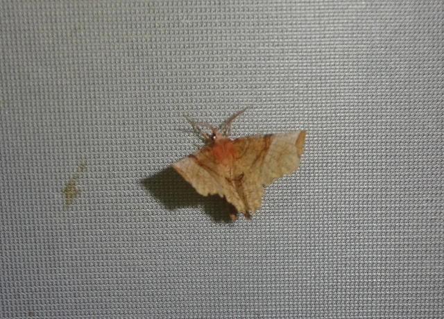 Selenia lunularia - egyfoltos holdasaraszoló