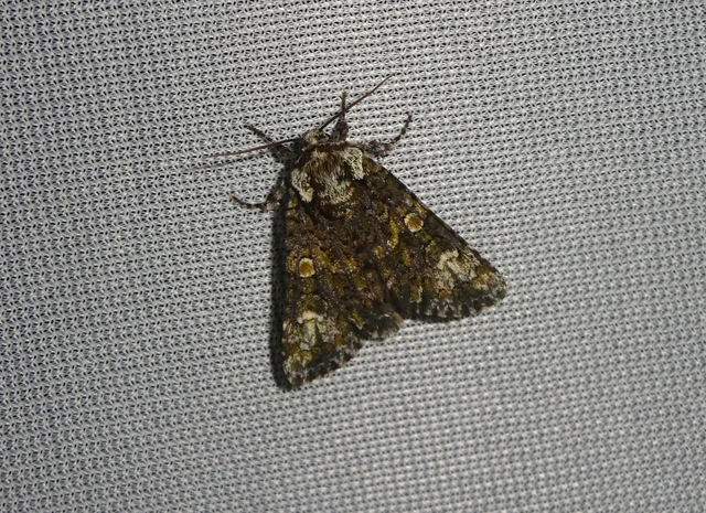 Craniophora ligustri - fagyalbagoly