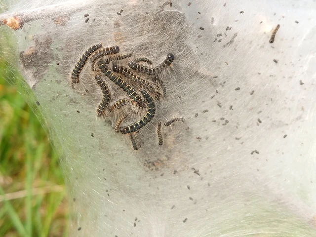Eriogaster lanestris - tavaszi gyapjasszövő