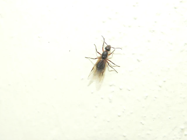 Formica pratensis - réti vöröshangya