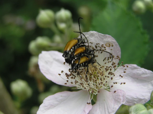 Stictoleptura fulva - vörhenyes virágcincér