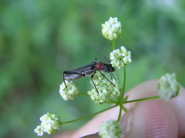 Callimoxys gracilis - frakkos cincér