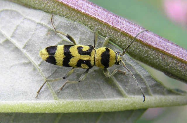 Chlorophorus varius - díszes darázscincér Chlorophorus varius - díszes darázscincér