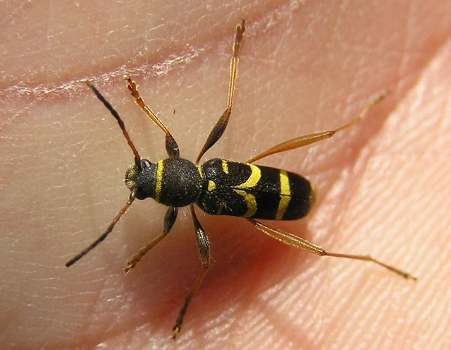 Clytus arietis - közönséges darázscincér